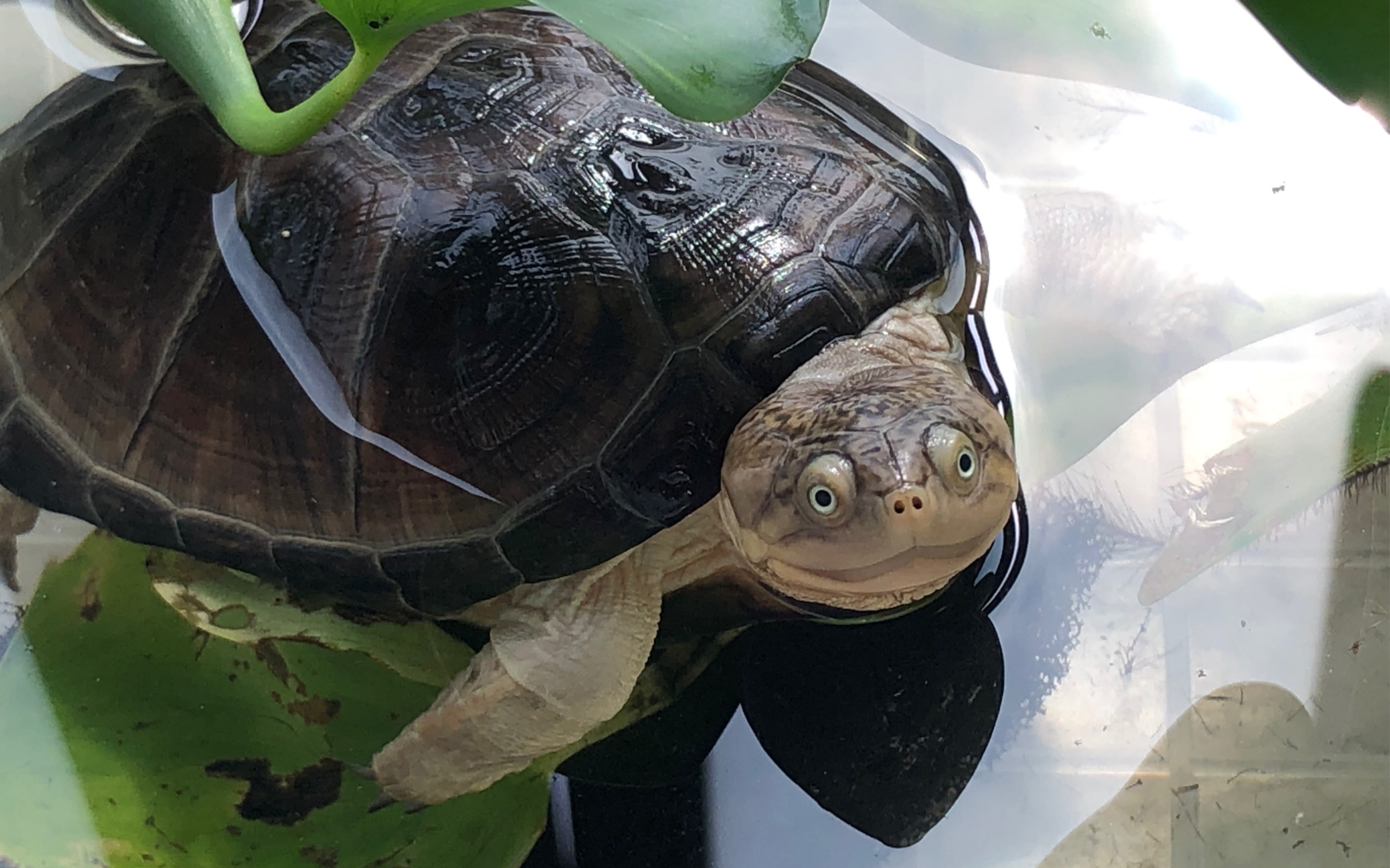 西非龟,真的可可爱爱啊!