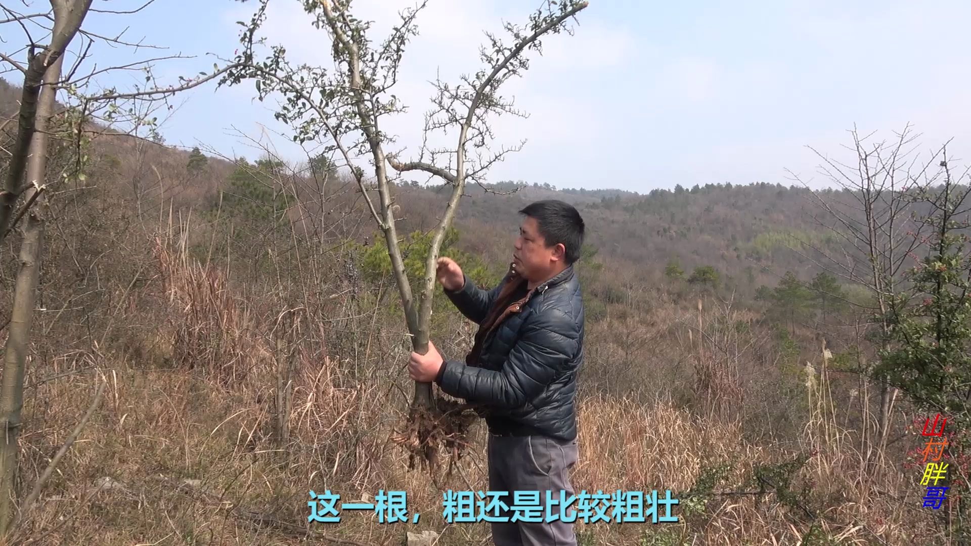 闲着没事上山找宝贝,发现好多火棘树,赶紧挖起来带回家做风景树哔哩哔哩bilibili