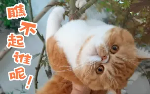 Video herunterladen: 【加菲】猫是猫，加菲是加菲