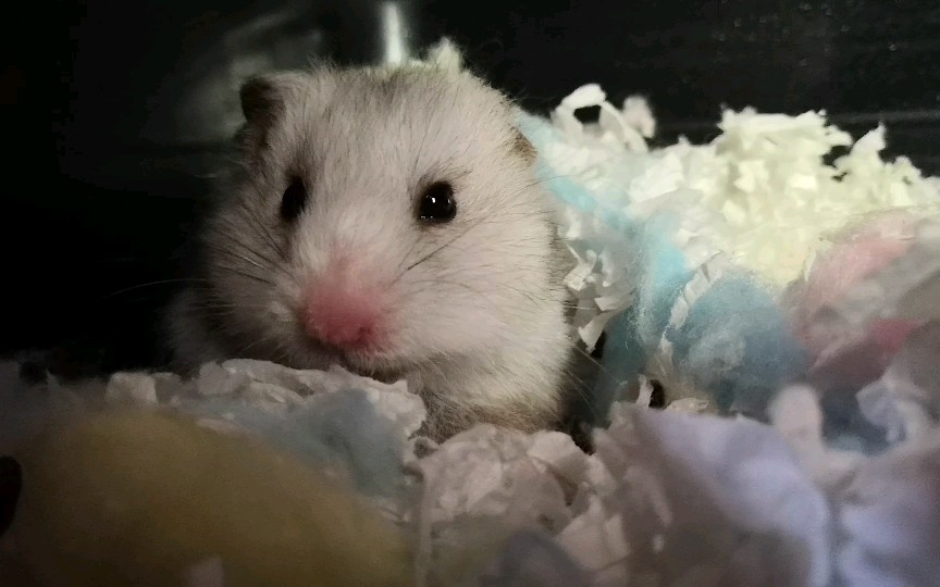 疑似怀孕的金仓鼠不耐烦主人的唠叨