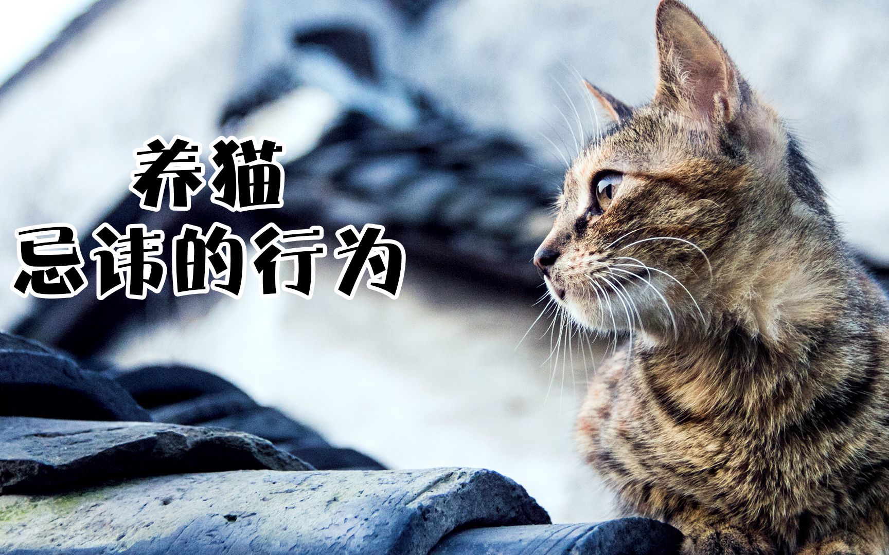 养猫最忌讳的行为有哪些?哔哩哔哩bilibili