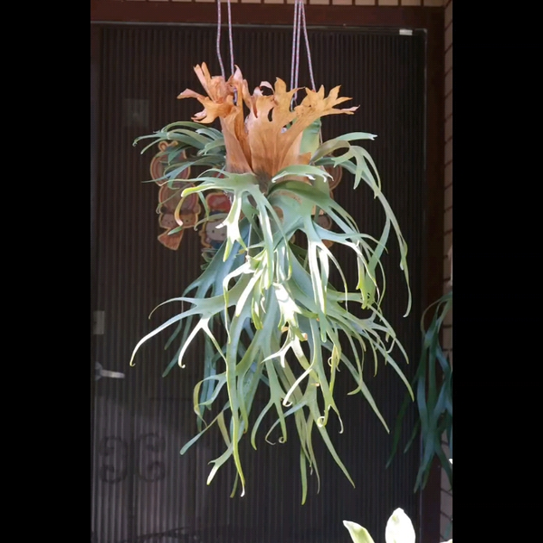 P.Wilinckii cv silvery dwarf （侏儒银爪上板）_哔哩哔哩_bilibili