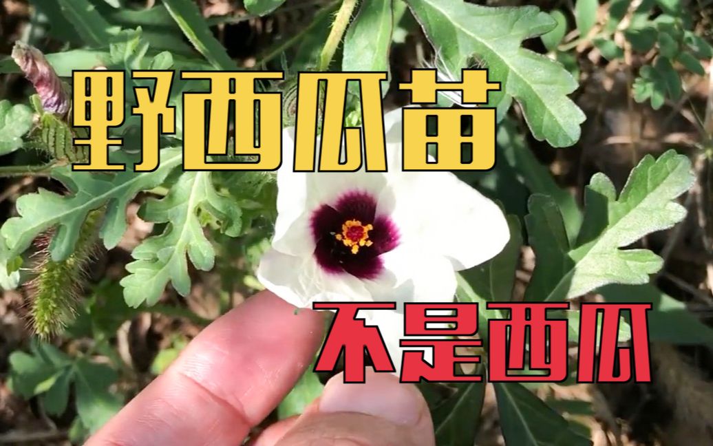 野西瓜苗也会结西瓜吗 | 一点植物学哔哩哔哩bilibili