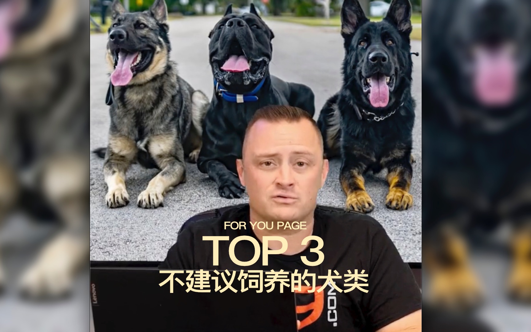 [图]专业驯狗师不推荐饲养的犬类