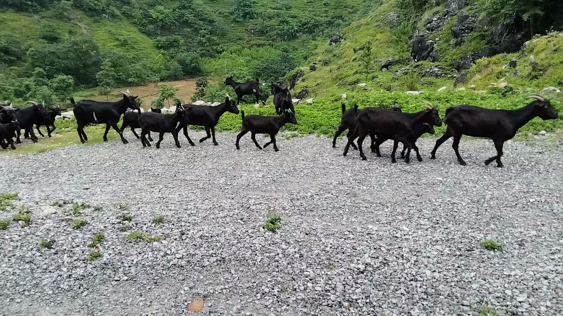 农村养殖黑山羊