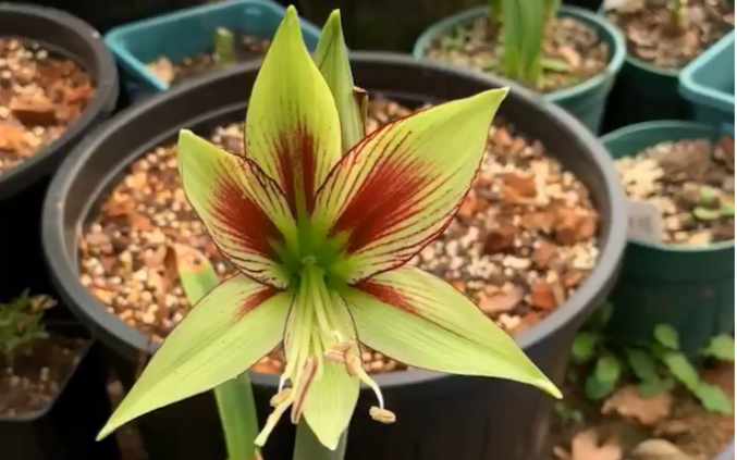 朱顶红 细瓣凤蝶