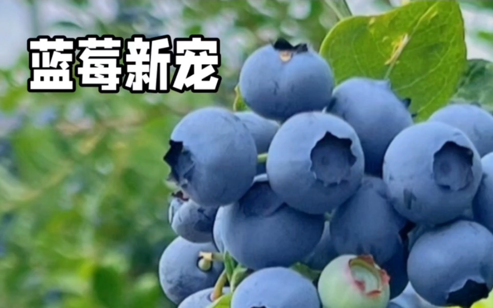 蓝莓新宠,丰产且自花授粉哔哩哔哩bilibili