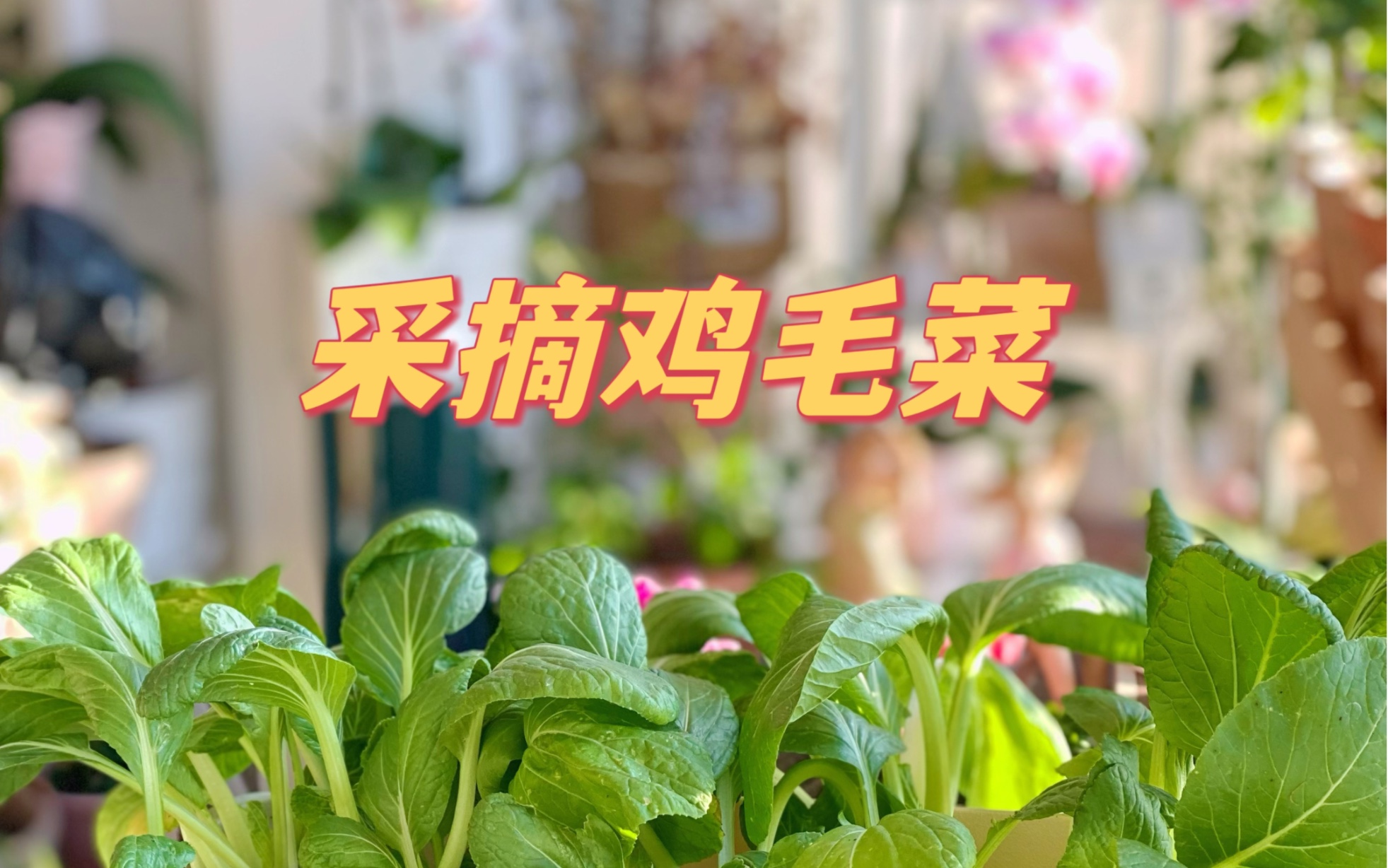 [图]阳台种菜｜采摘鸡毛菜