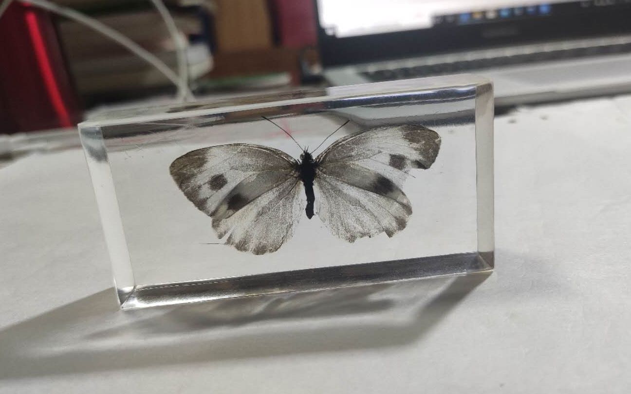 滴胶标本10号:东方菜粉蝶