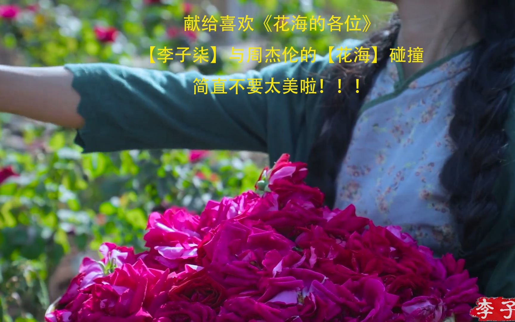 李子柒与周杰伦的花海mv
