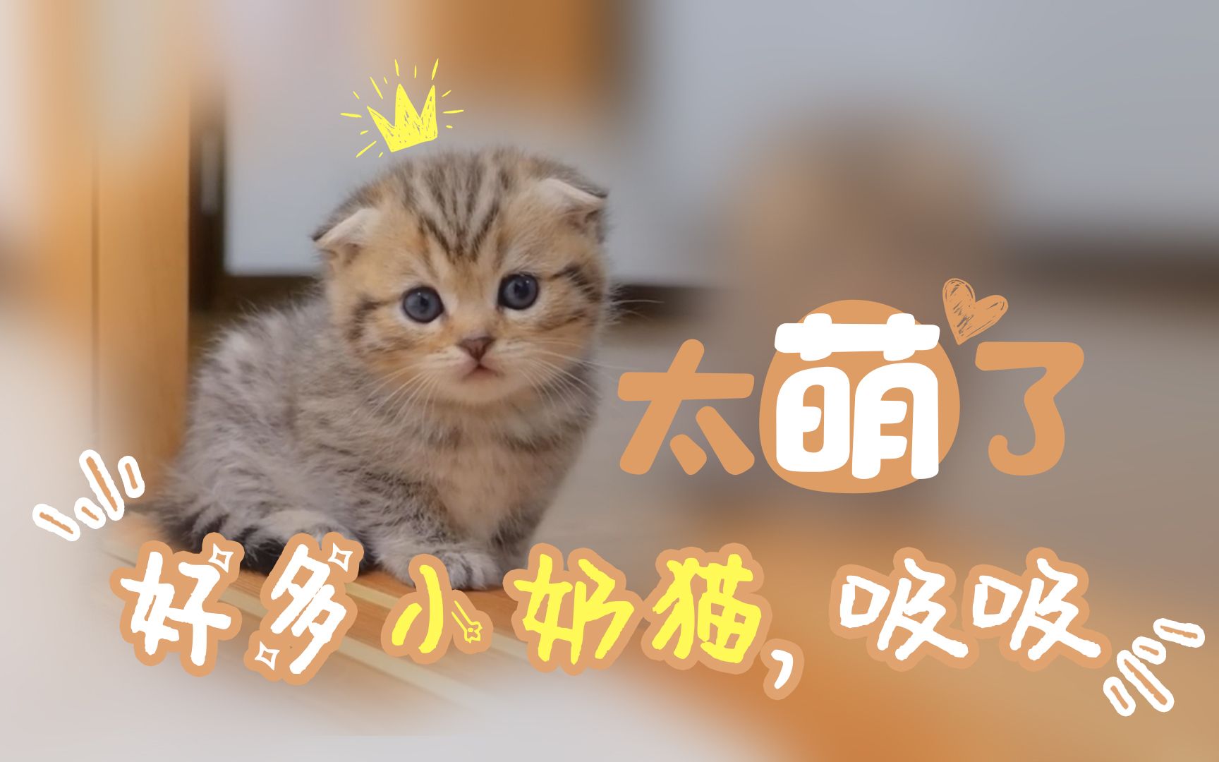 [图]太萌了，奶猫天团来袭，被萌翻啦！