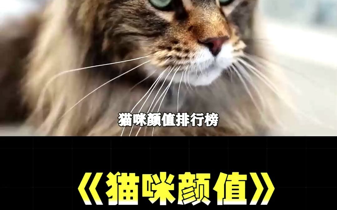 猫咪颜值排行榜,快来看看你家猫咪排第几哔哩哔哩bilibili