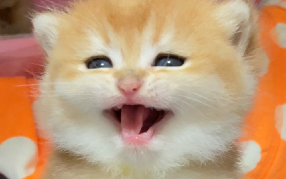 奶凶奶凶的小猫咪