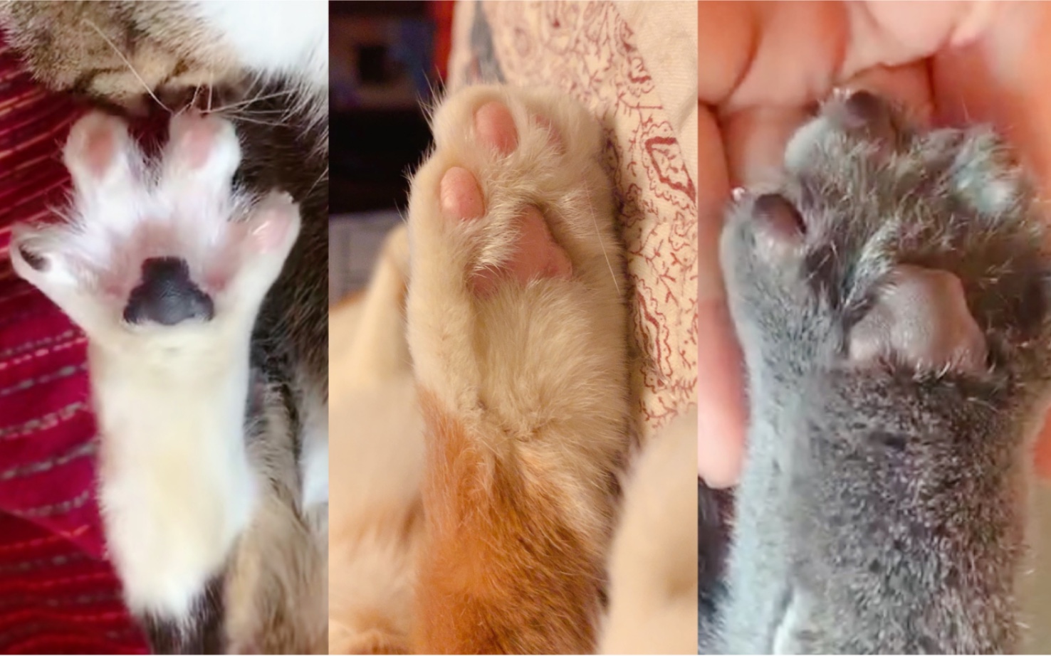 活动作品据说这样可以让猫咪的jiojio开花