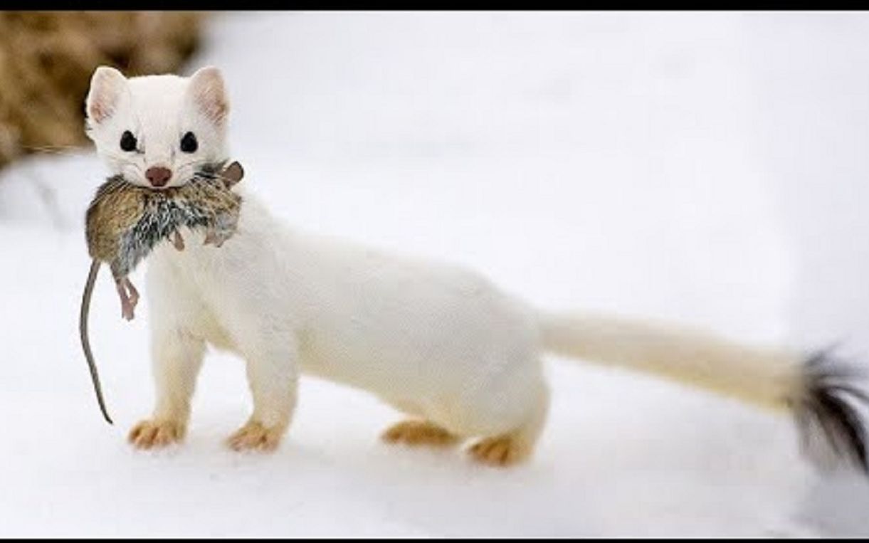 白鼬猎人关于白鼬的有趣事实