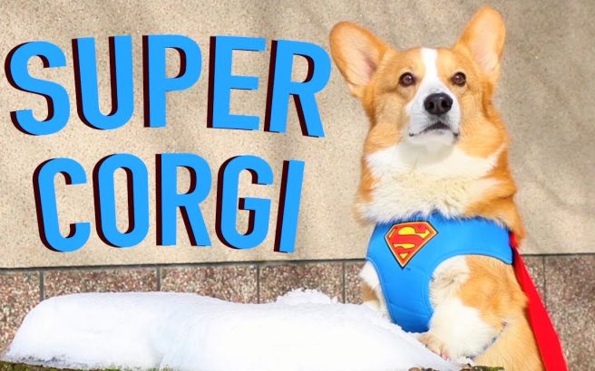 【keyi】【小基基托匹】如果我成为了超级英狗