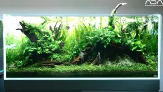 历届ada水草造景大赛13 19合集 哔哩哔哩 Bilibili