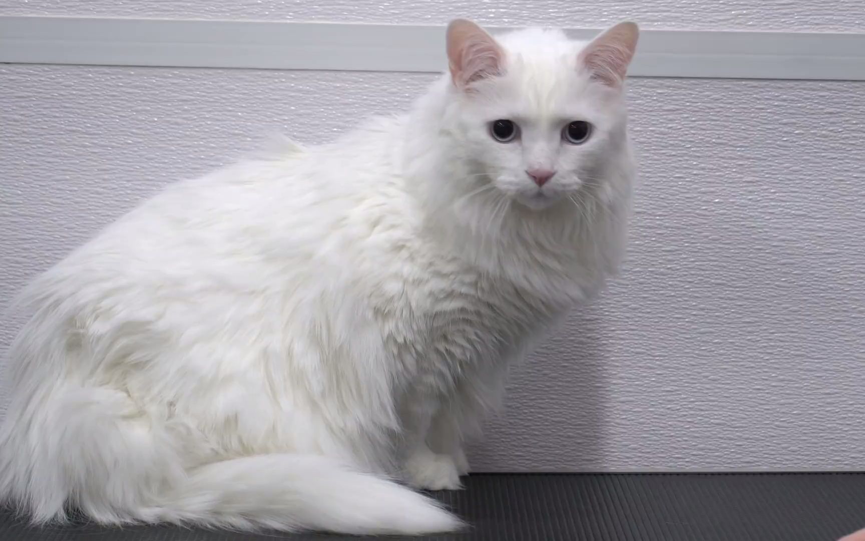 罕见的白化猫戴着屈辱的头盔