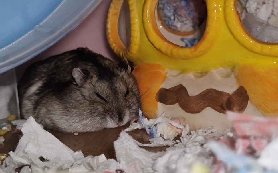 【仓鼠】孩子热成鼠饼啦,真的好喜欢看鼠鼠摊鼠饼啊!