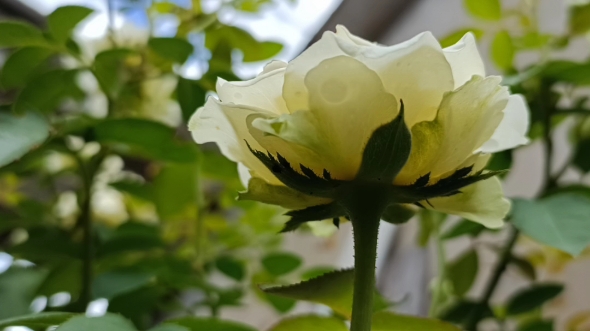 夏日月季,无限永远/甜蜜浆果