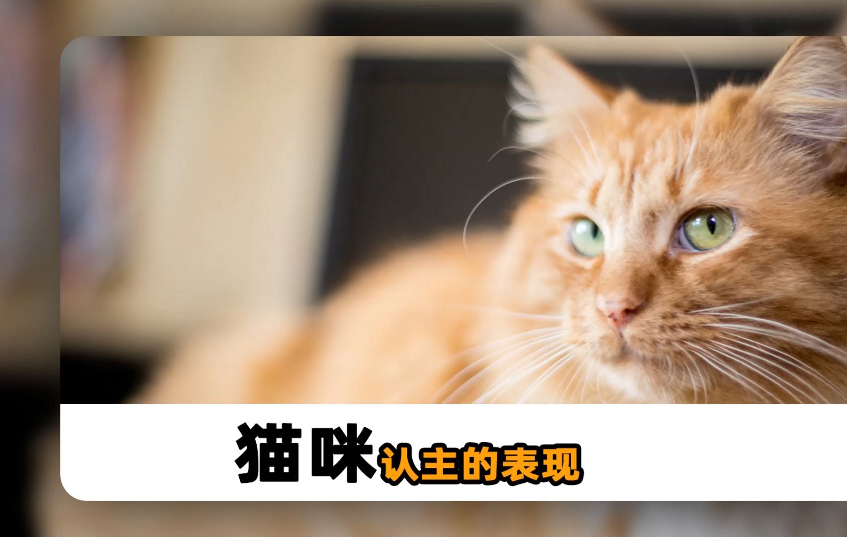 猫咪的这些行为,证明它已经认主了!哔哩哔哩bilibili