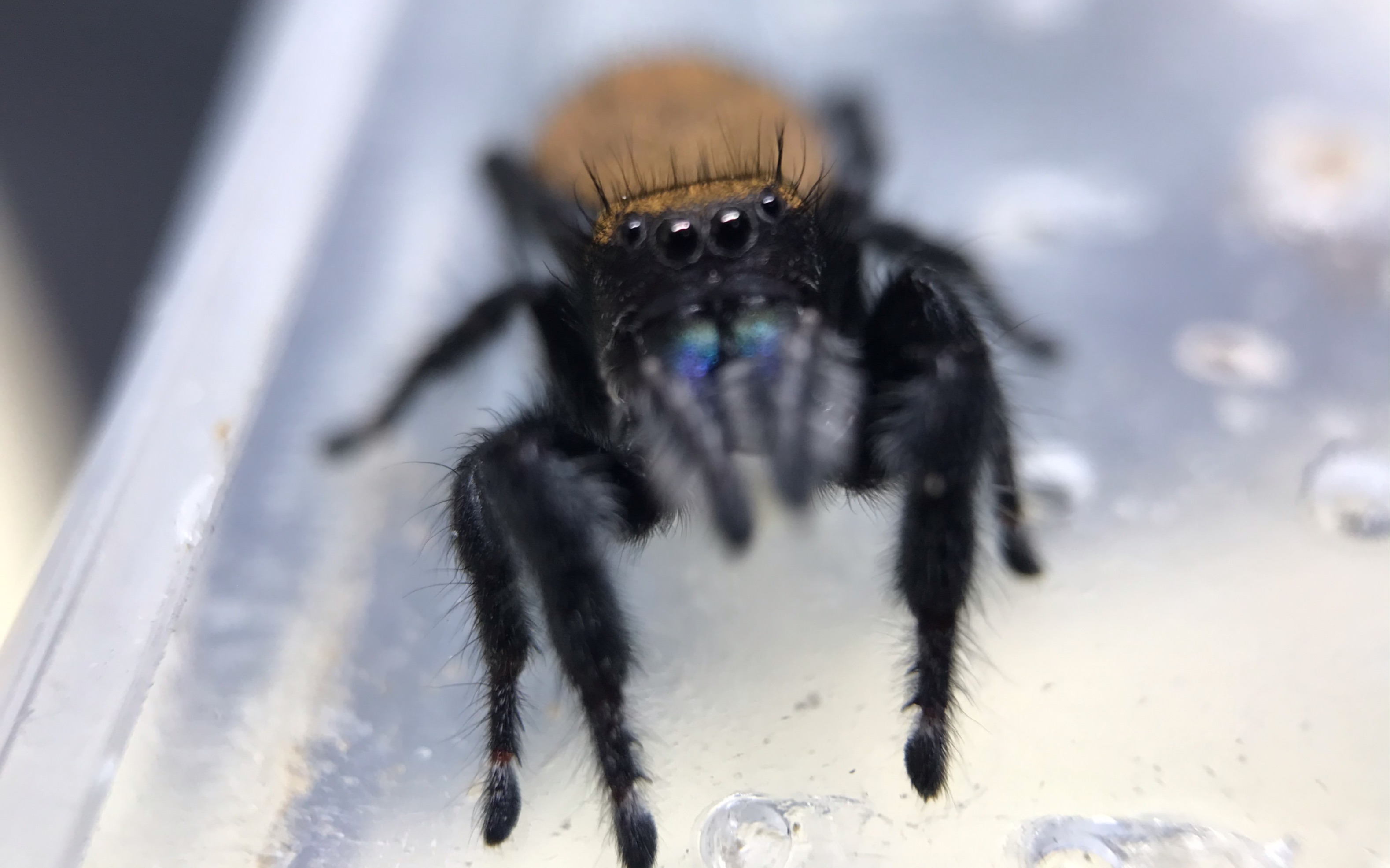 跳蛛日常p属犹他幻彩配对