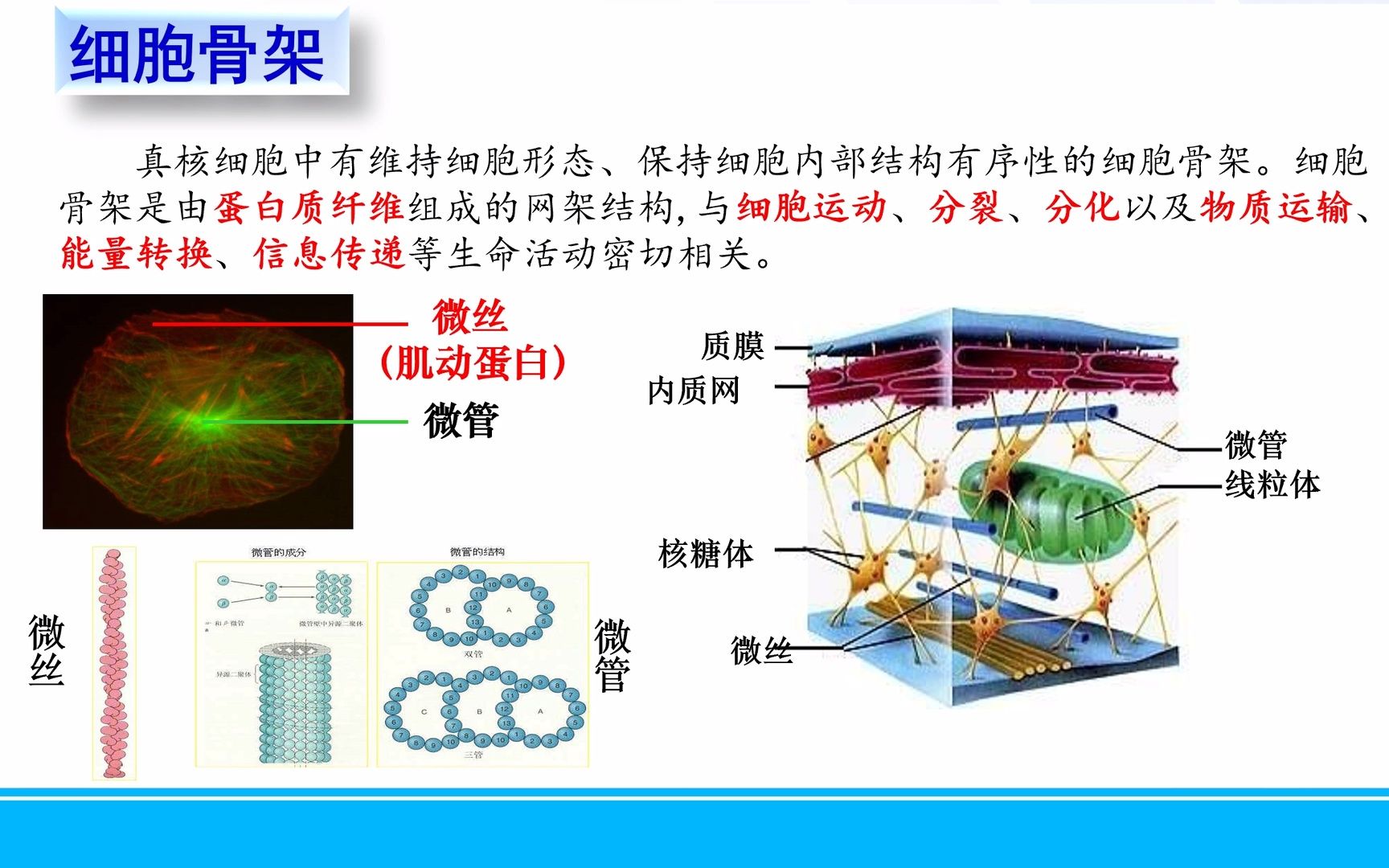 细胞骨架高中生物图片