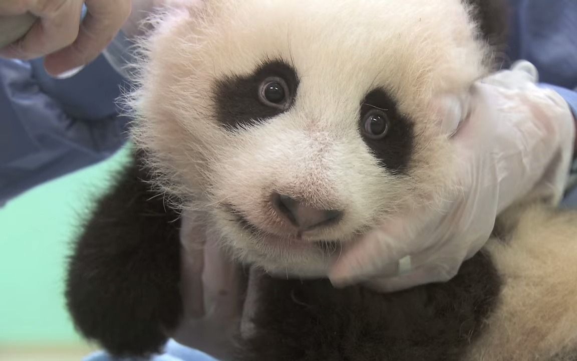 [图]【panda】熊猫出生100天时有多大块头