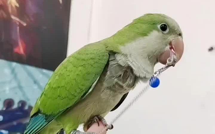 只要带有标识的和尚鹦鹉均是可以合法养殖的!_哔哩哔哩_bilibili