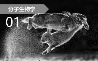 哔哩哔哩