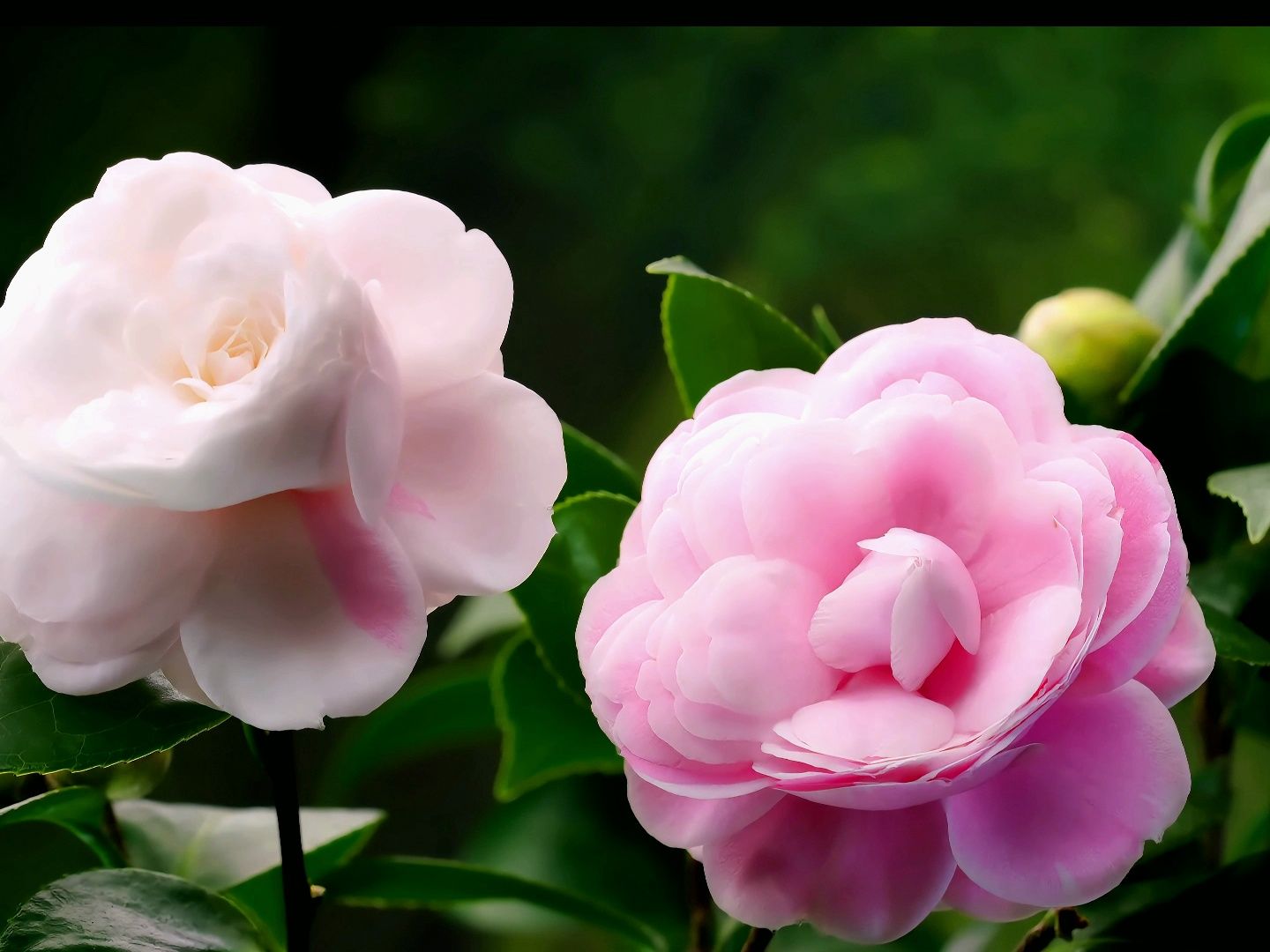 【原创】【延时摄影】每天来看一朵花开/茶花十八学士哔哩哔哩bilibili