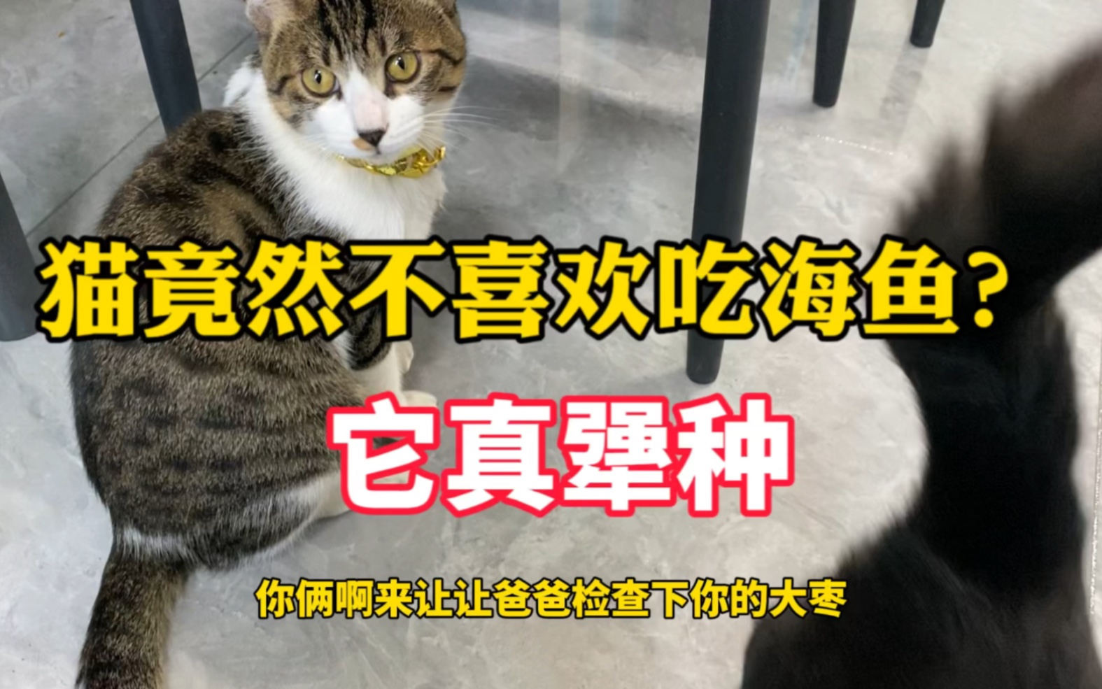 狸花猫不吃鱼宠物猫嘎嘎炫哔哩哔哩bilibili