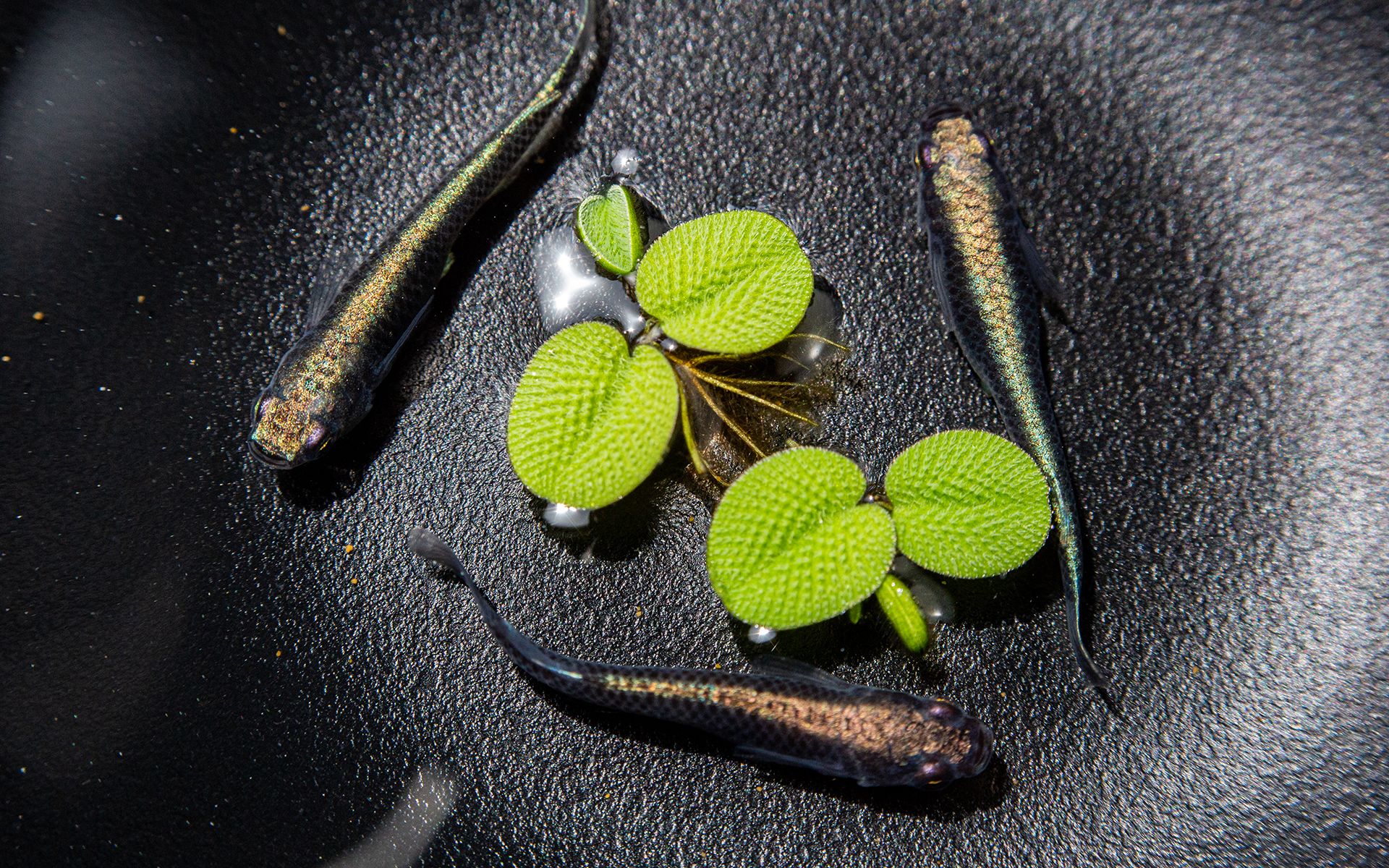 观背青鳉 -这次拍一拍鱼吧,黑干支~_哔哩哔哩_bilibili