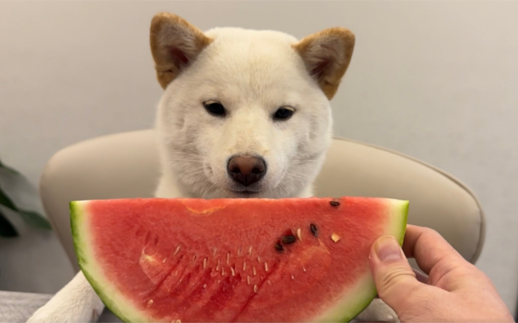 狗子吃西瓜先吃皮