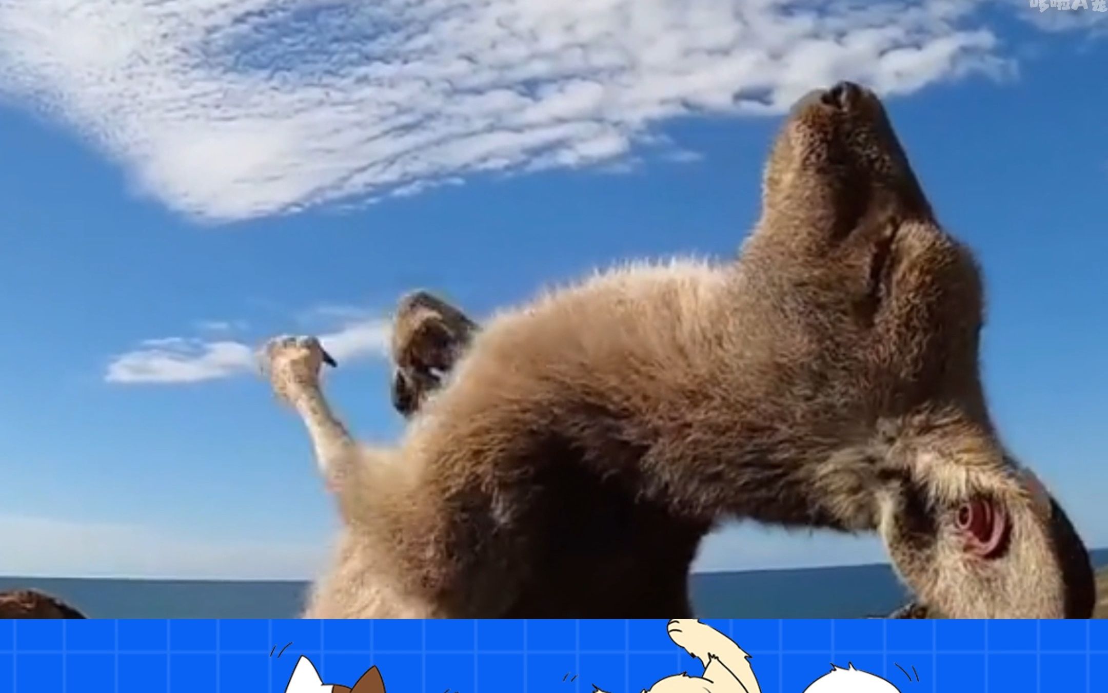 不知道刚子哥会不会袋鼠摇