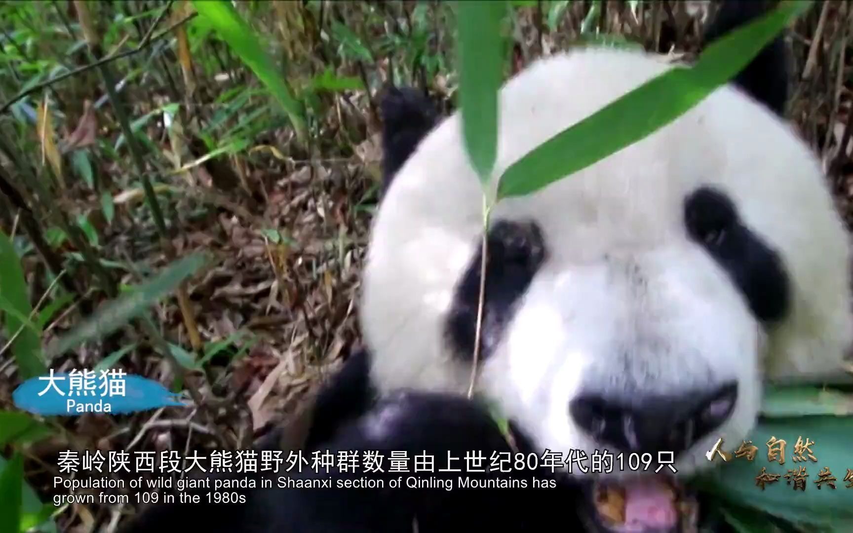 [图]保护生物多样性主题宣传片—陕西篇