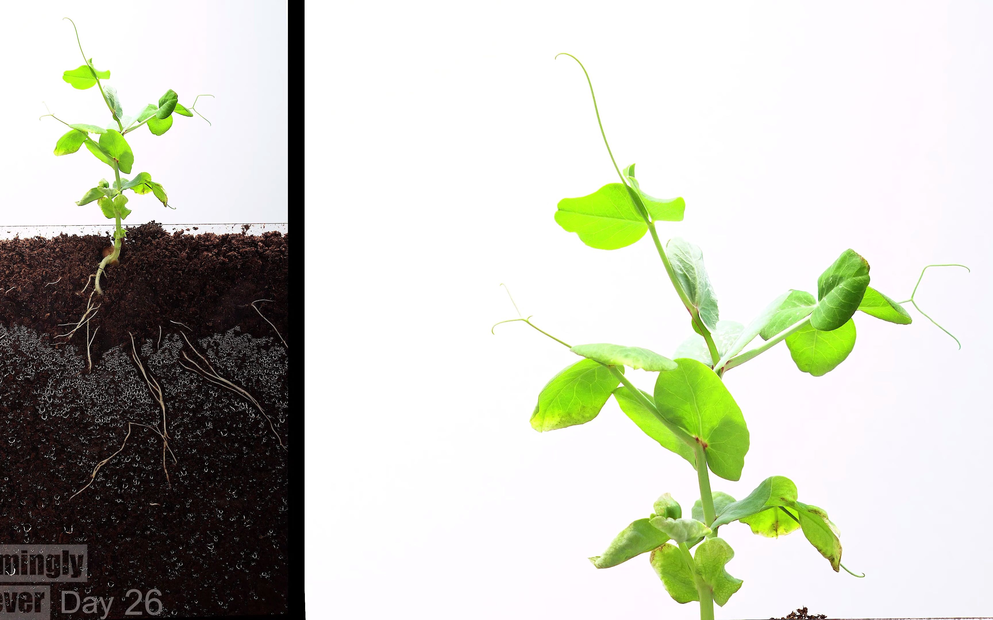 60天豌豆从种子到果实生长延时 growing pea from seed to fruit (60