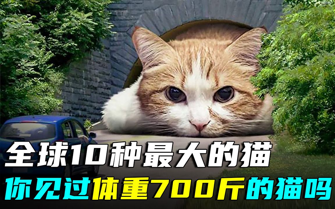 世界10种最大的猫科动物,有的体长超过3.2米,第一名体重500斤!哔哩哔哩bilibili