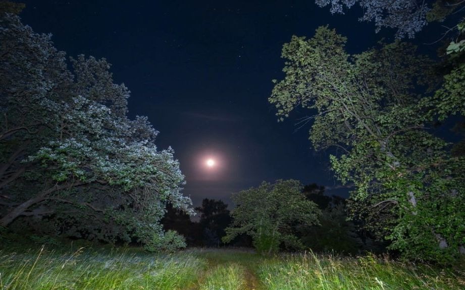 [图]下雨的夜晚森林 音效