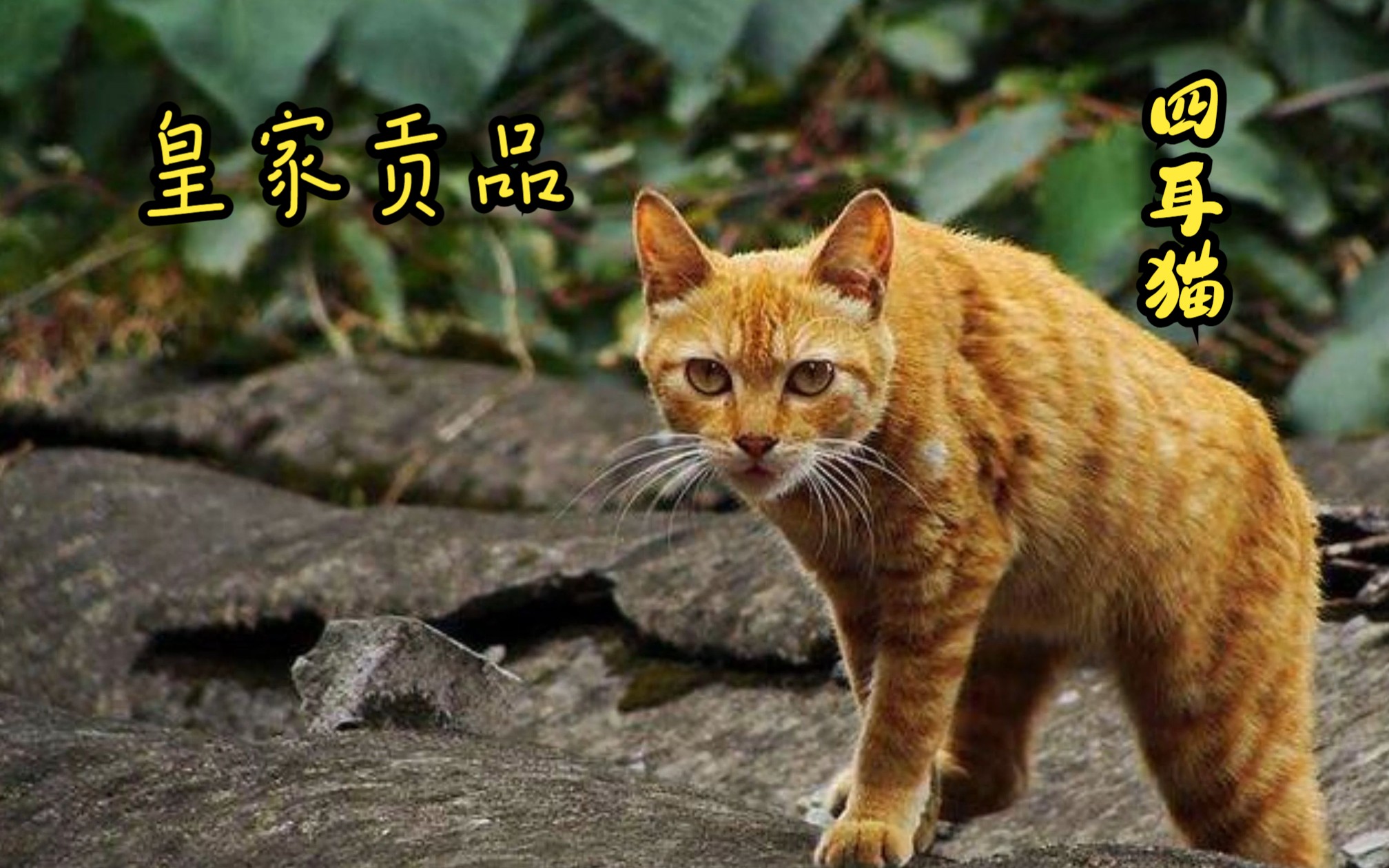 四川简州猫耳朵图图片