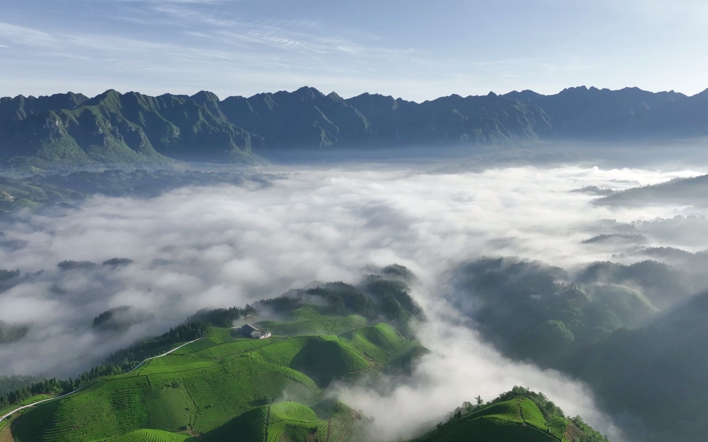 中国最美十佳茶园-鹤峰木耳山茶园