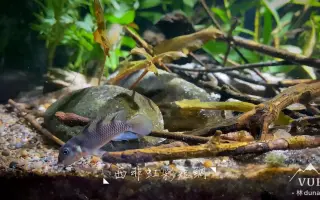 短鲷鱼 搜索结果 哔哩哔哩 Bilibili