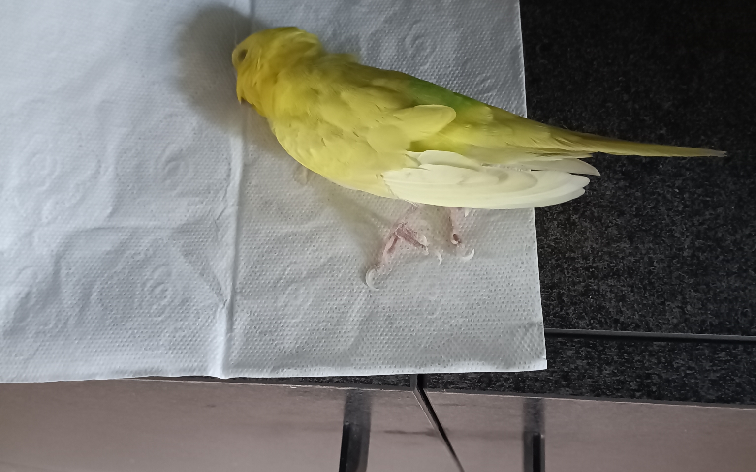 妞妞也去鸟星了,也许这是我养的最后一只虎皮鹦鹉了