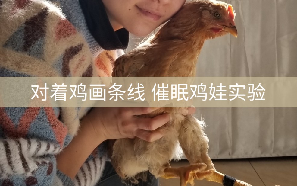 [图]对着鸡画直线 数数12345 快速催眠实验