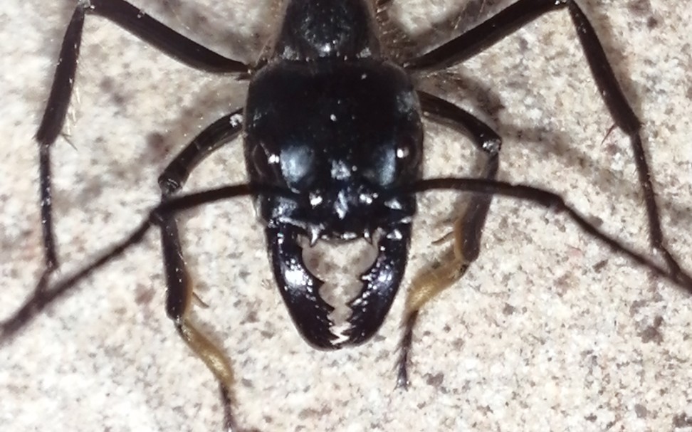 世界上最大的蚂蚁之一喂食日常方头恐猛蚁巨猎猛蚁