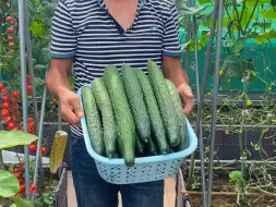 Скачать видео: 秋黄瓜是在7月的中下旬开始种植，正好赶上秋后采收口感更好呦#黄瓜#黄瓜种植 #种瓜得瓜