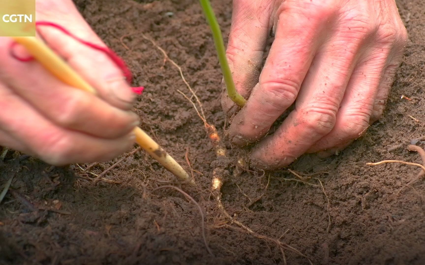长白山采参人与自然的约定:采完人参必须做这件事【纪录片】【双语】