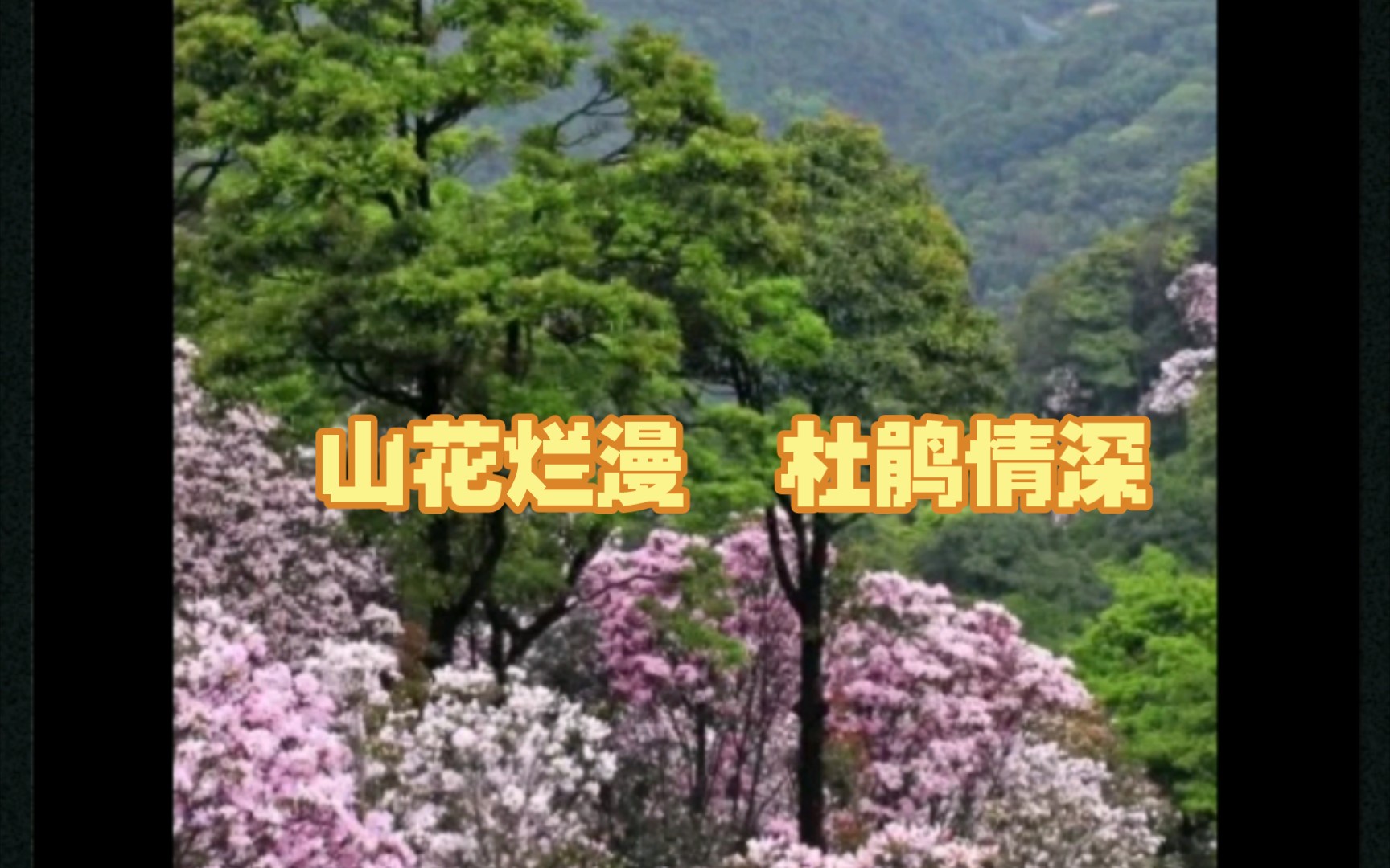 [图]杜鹃花开满山，山花烂漫自然之美，时光在此驻足。