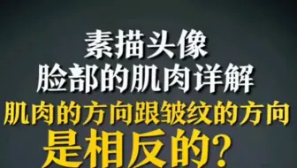 央美教授对素描头像脸部的肌肉详解