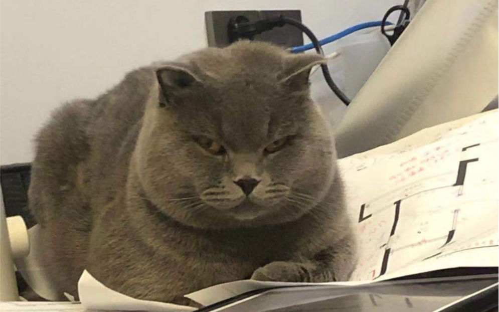 (蓝猫)蓝胖子的死亡凝视._哔哩哔哩_bilibili